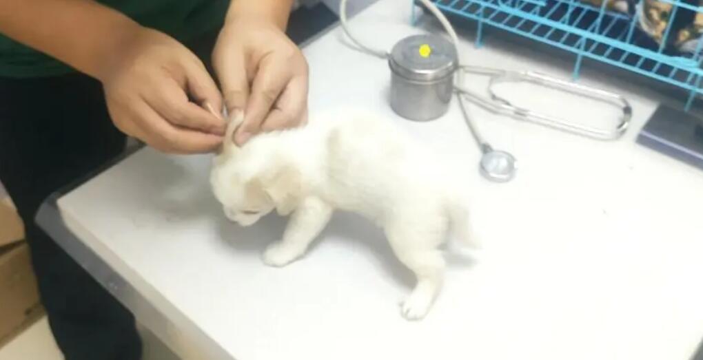 宠物医院打的消炎针是什么药 宠物医院打的消炎针是什么药