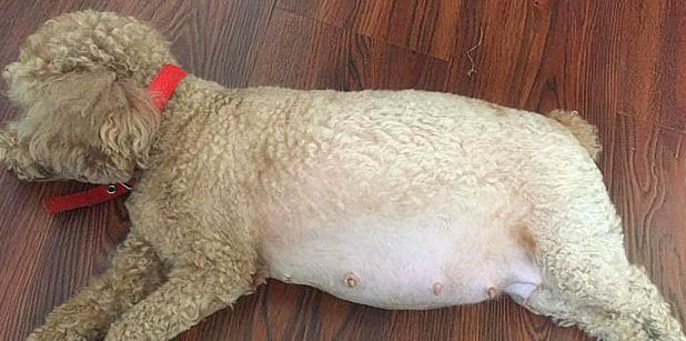 狗狗怀孕初期征兆有哪些症状