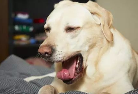 狗狗咔咔的咳嗽吐白沫