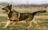 纯种黑背犬多少钱一只