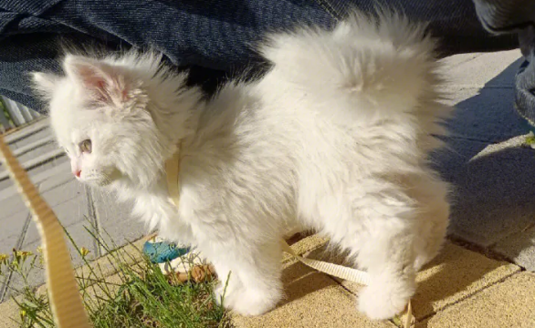 网上买的猫咪怎么好评呢
