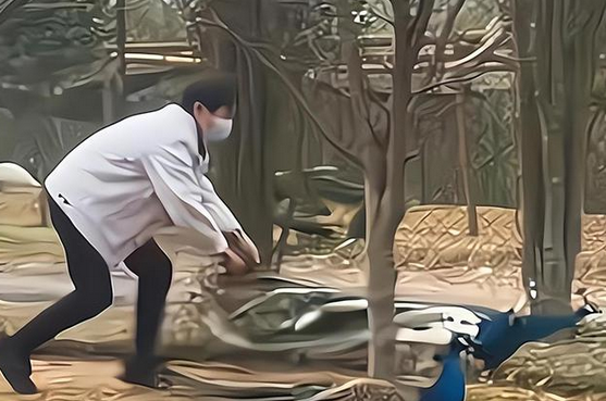 江西景区一孔雀为躲游客拔毛被缆车碾死