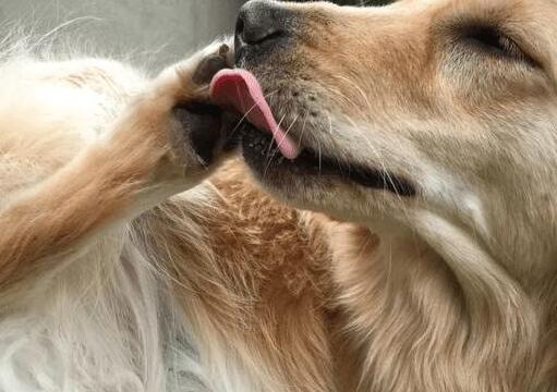 狗狗抬头舔东西