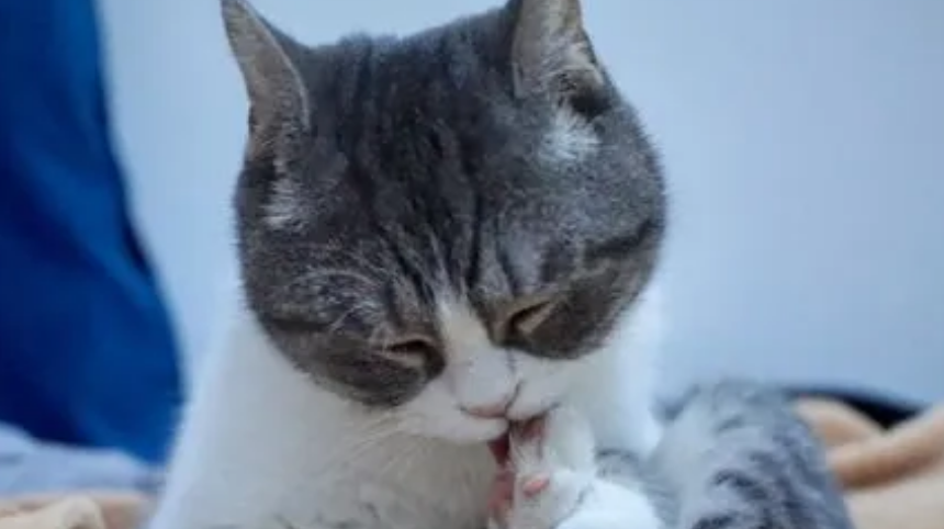 猫比人爱干净