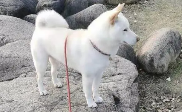 白柴犬和黄柴犬哪个好呢 白柴犬和黄柴犬哪个好呢