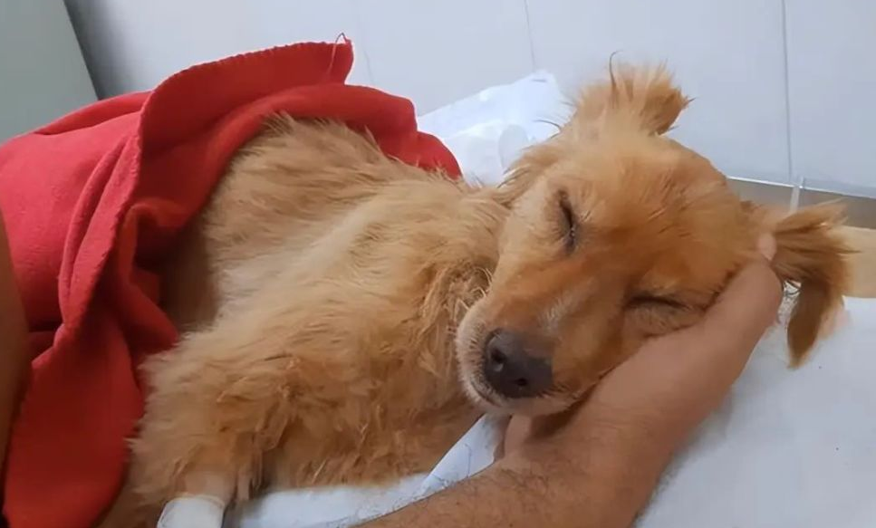 狗中毒可以自己恢复吗 狗中毒可以自己恢复吗