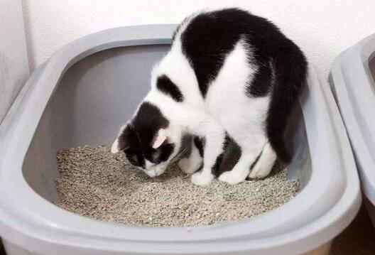 猫咪为什么不埋便了呢