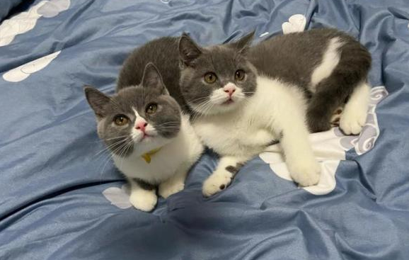四个颜色的猫不能养
