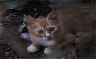 给流浪猫喂什么好?带你们来瞧瞧!