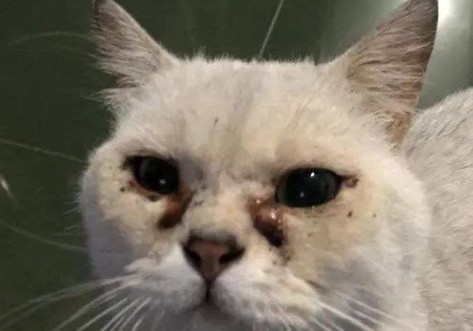 猫咪眼睛分泌物红褐色且
