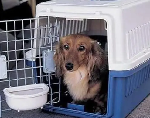 狗狗托运怎么弄
