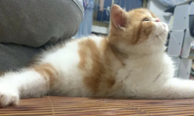 为什么橘白都是母猫 为什么橘白都是母猫
