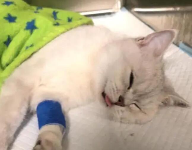 母猫子宫蓄脓手术费多少钱 母猫子宫蓄脓手术费多少钱
