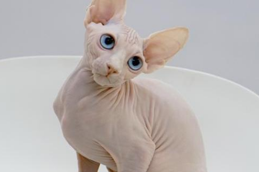 什么猫掉毛少?你了解吗? 什么猫掉毛少?你了解吗?