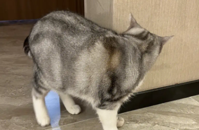 猫总是蹭墙角
