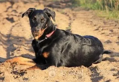 黑狼犬打它会咬主人吗?主人要小心了。 黑狼犬打它会咬主人吗?主人要小心了。