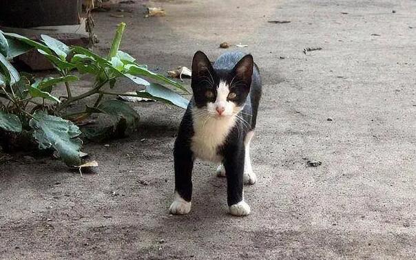 家猫为什么会跟野猫走