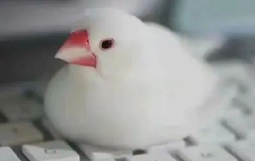养文鸟的注意事项