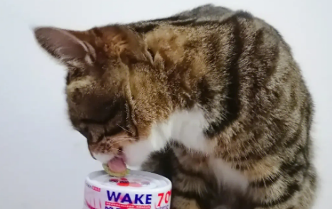 猫罐头直接吃还是拌猫粮 猫罐头直接吃还是拌猫粮