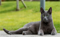 俄罗斯蓝猫和什么猫配最好