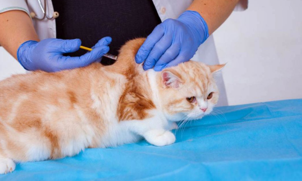 5个月大的猫打疫苗需要打几针