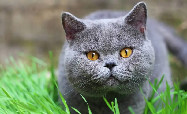 猫落水会不会淹死