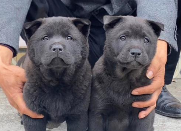 五黑犬是中型犬吗 五黑犬是中型犬吗