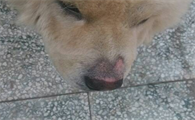 狗狗鼻子上结痂龟裂