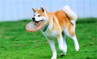 秋田犬要注意洗澡,做好以下几点,让你的狗健康干净
