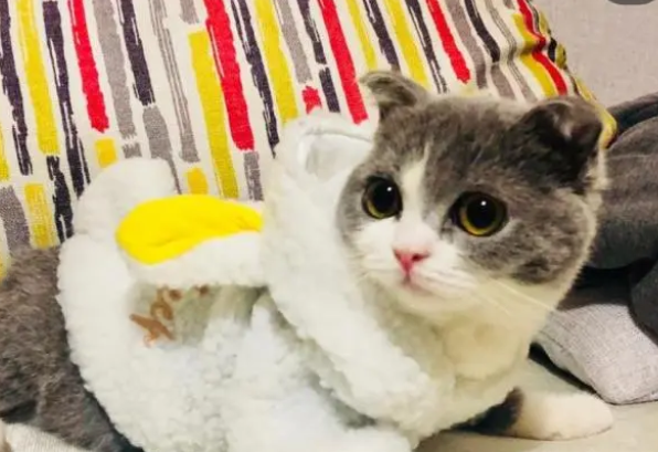 讨厌猫想打死