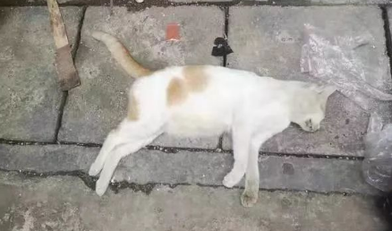 小区里投毒杀流浪猫犯法吗