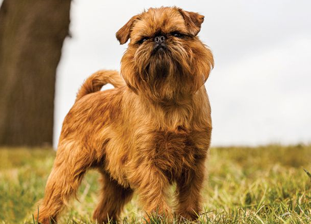 布鲁塞尔格里芬犬怎么训练拒食？看看这些方法行不行