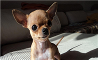 小鹿犬掉毛多吗?你知道吗?