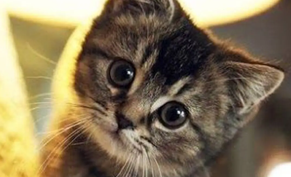 为什么喊猫叫猫咪的原因