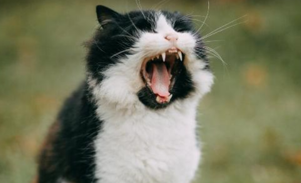 为什么听见猫咪叫奶奶呢