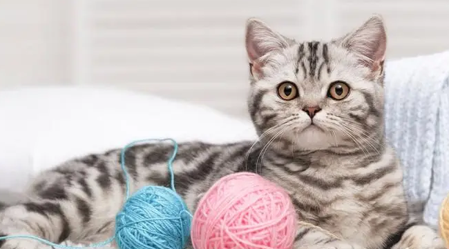 猫尿失禁是不是要死了