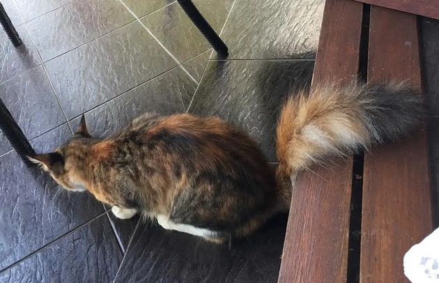 猫咪为什么碰尾巴就叫个不停