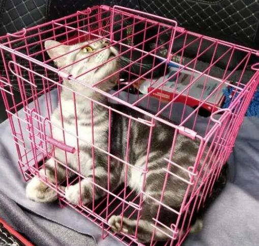 宠物猫咪怎么托运回家 宠物猫咪怎么托运回家