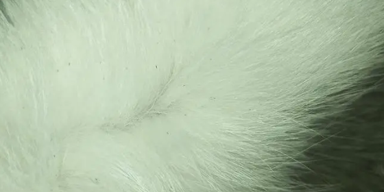 两周小奶猫身上有跳蚤怎么办？只需几招包你满意