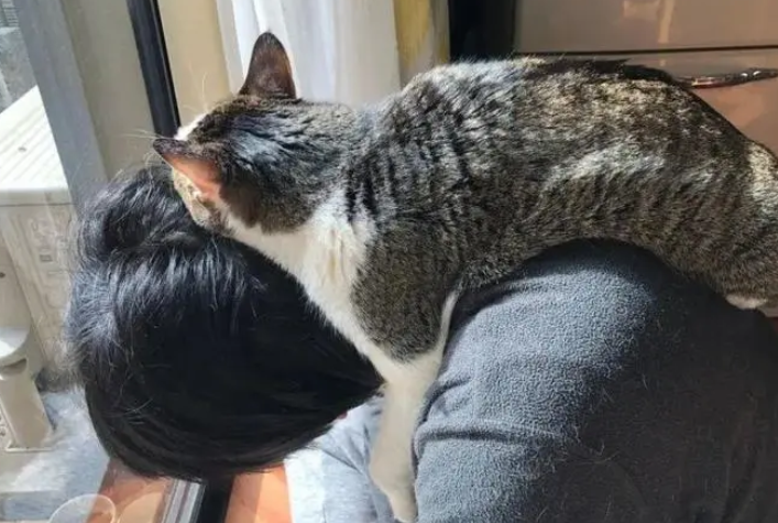 猫咪为什么会给主人舔头发 猫咪为什么会给主人舔头发
