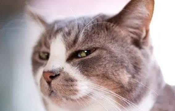 猫看人的眼神很可怕