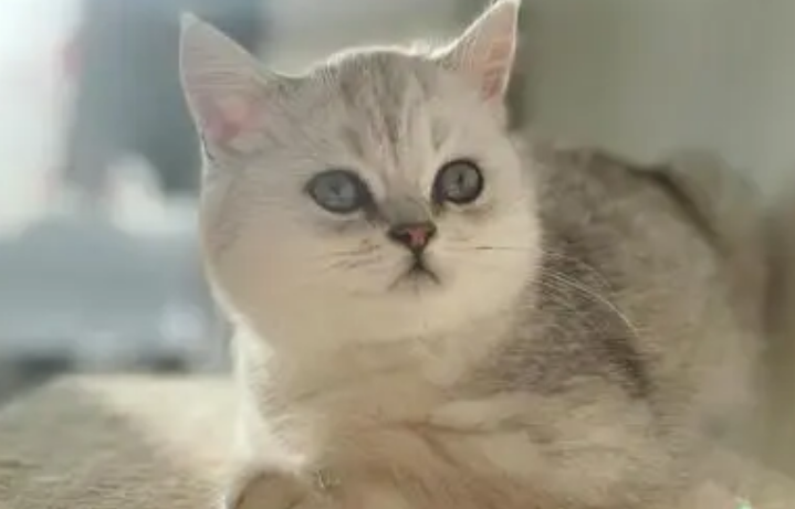 银渐层猫害怕什么 银渐层猫害怕什么