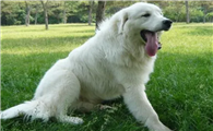 大白熊犬有攻击性吗