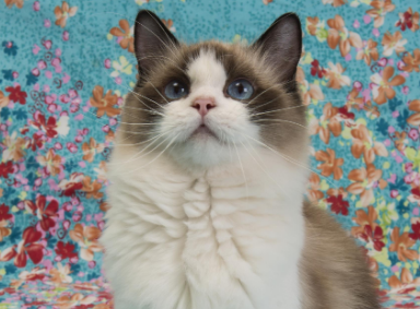 伯曼猫贵还是布偶猫贵