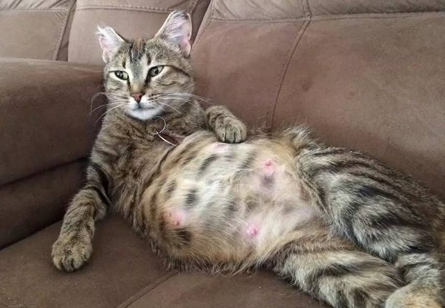 猫咪怀孕有必要做b超吗