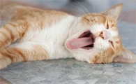 猫抽搐四腿乱蹬呼吸急促惨叫