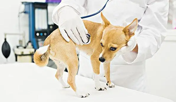 兽医资格证自考需要什么条件