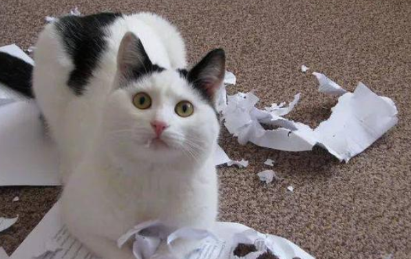 猫咪长大后为什么反感呢