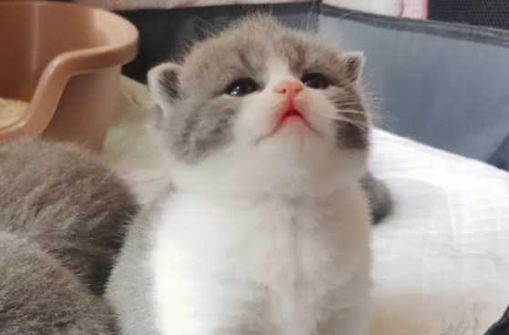 小奶猫后腿外八不蹬地怎么回事?来看这里~ 小奶猫后腿外八不蹬地怎么回事?来看这里~