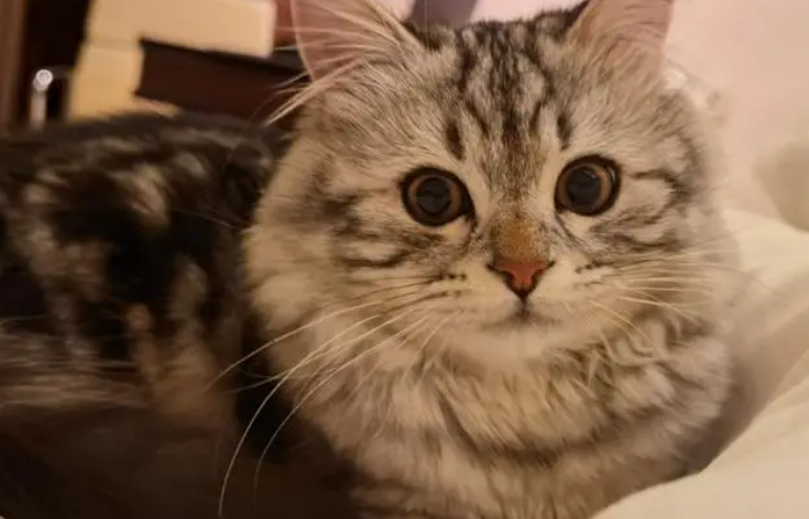 猫咪返祖会贵吗
